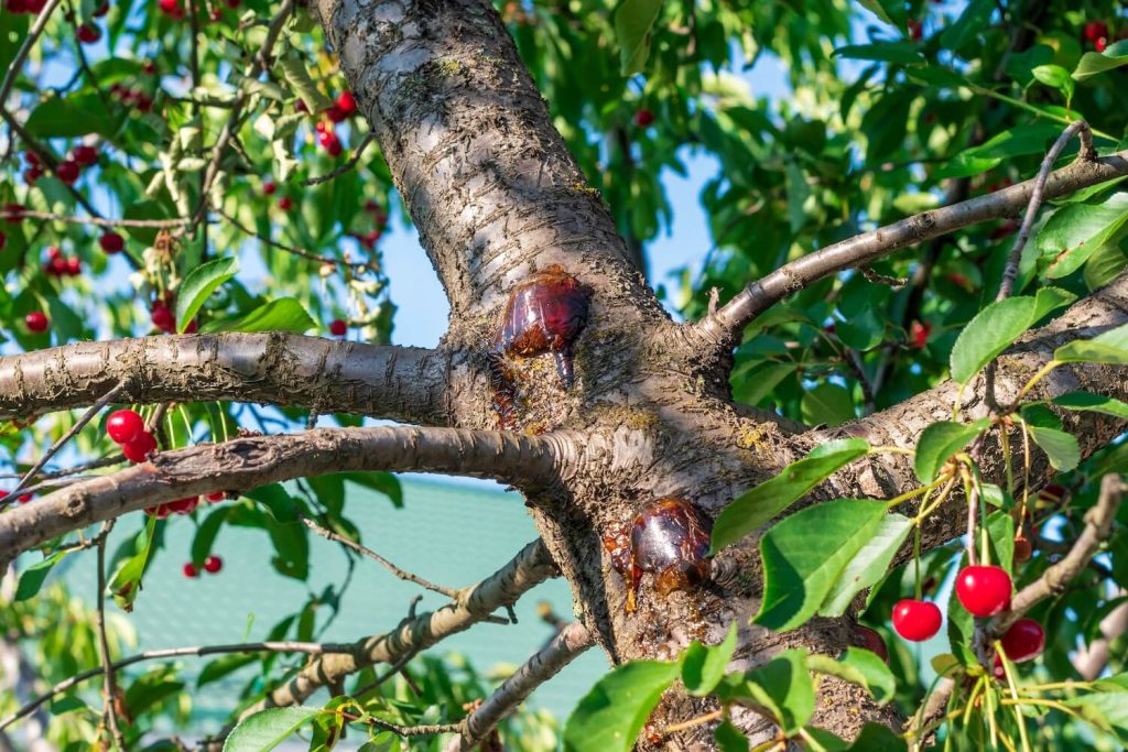 Beschädigte Rinde des Kirschbaums