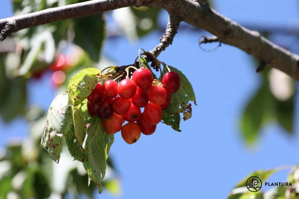 Schrotschusskrankheit am Kirschbaum