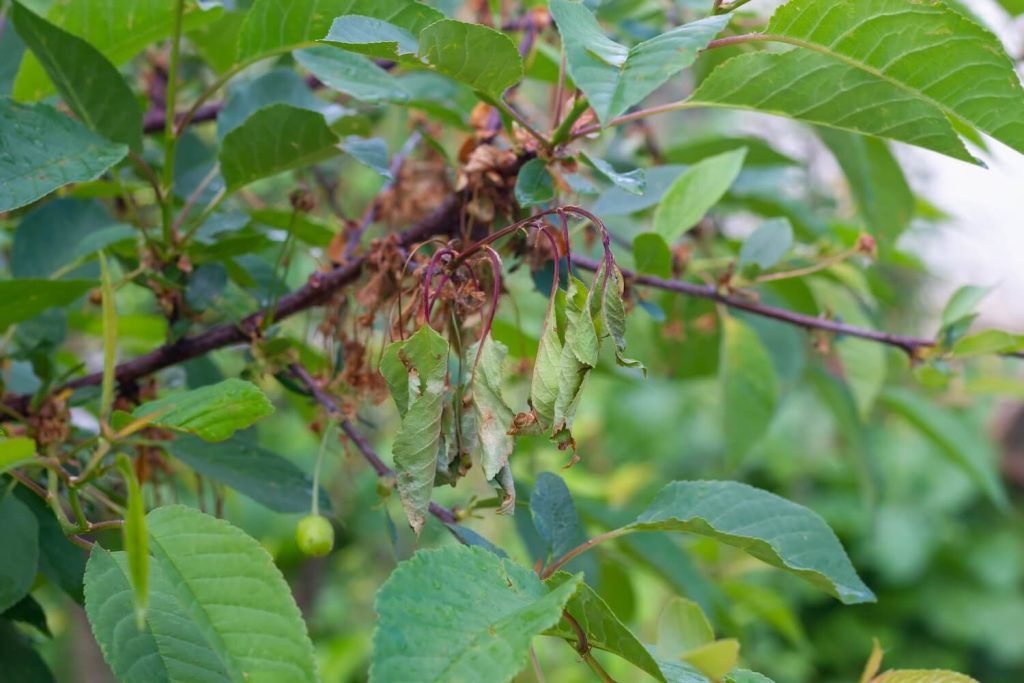 Pilzerkrankung am Kirschbaum