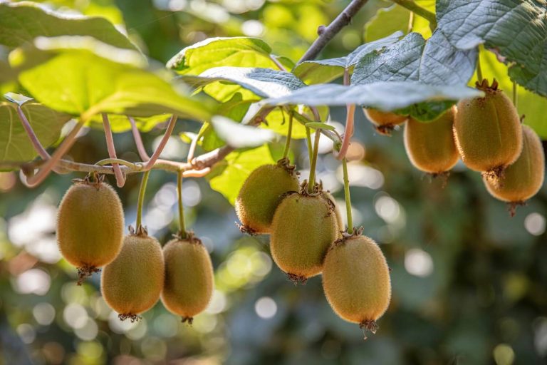 Kiwi Herkunft, Vermehrung & Ernte Plantura