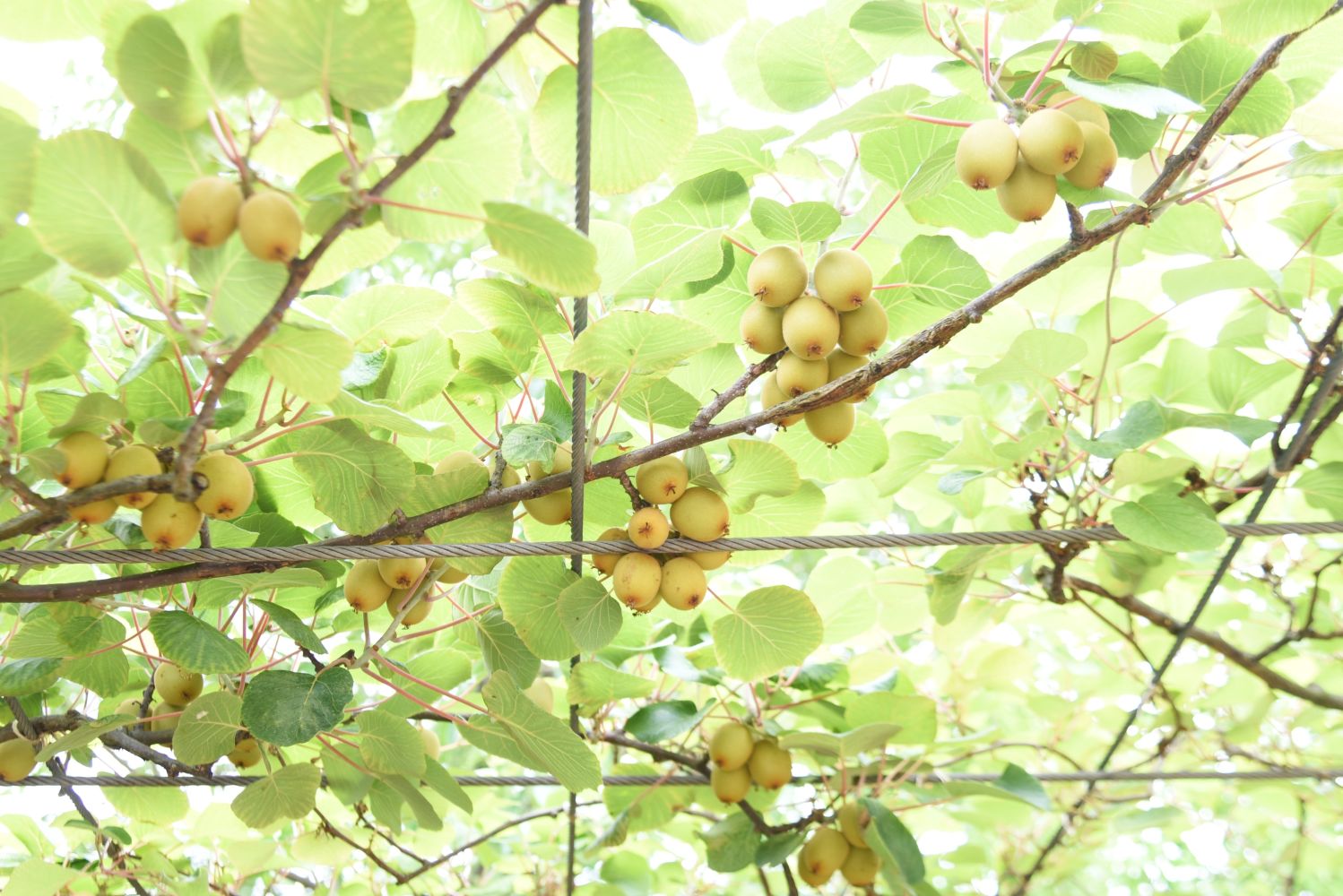 Kiwi schneiden: Zeitpunkt & Anleitung