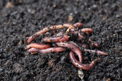 Kompostwürmer: Arten, Funktion & Tipps zur Vermehrung
