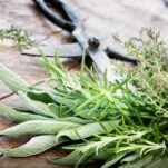 Kräuter ernten: Richtiger Zeitpunkt & Tipps zur Ernte