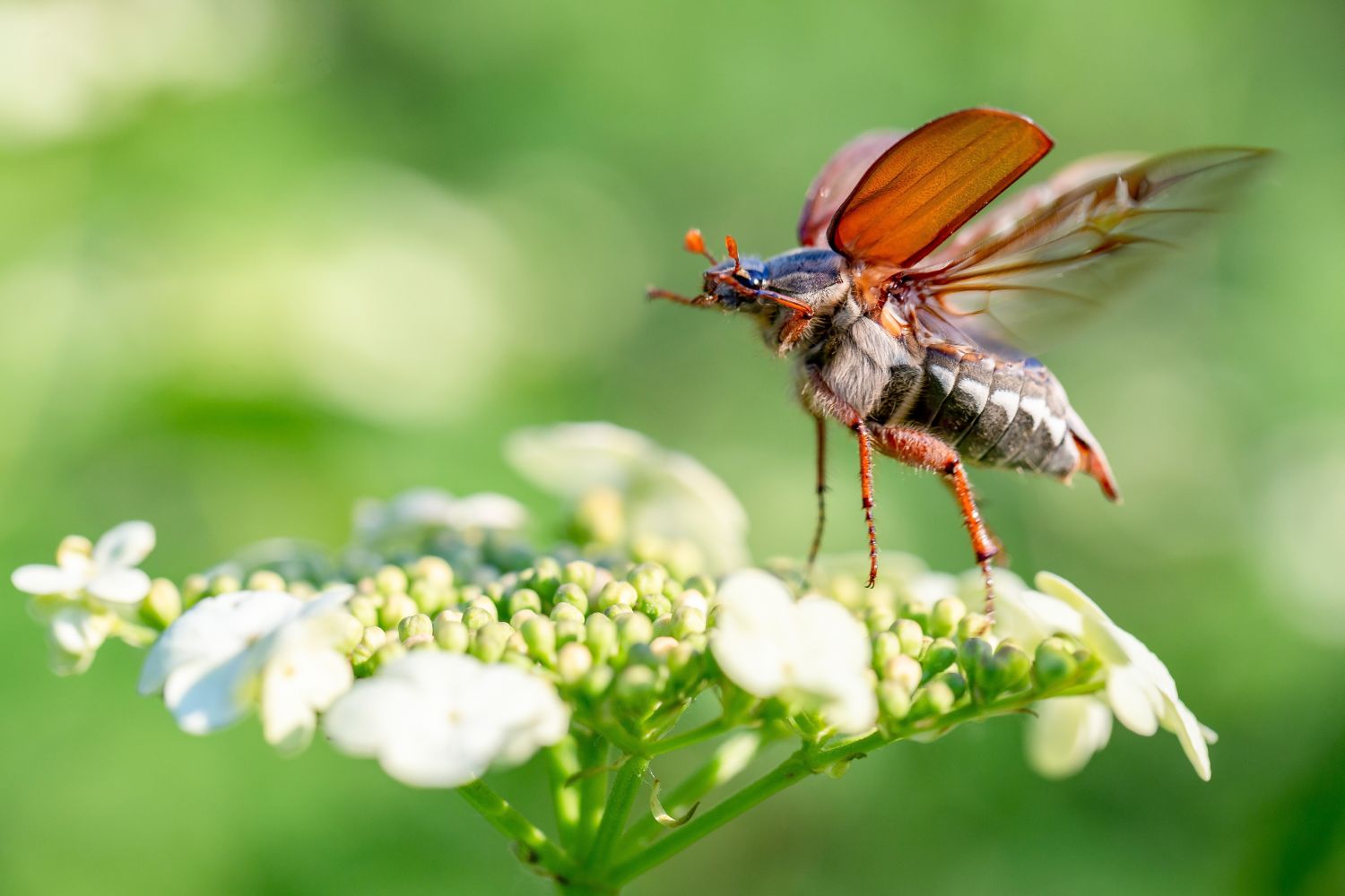 Maikäfer: Steckbrief, Larven & Bekämpfung - Plantura