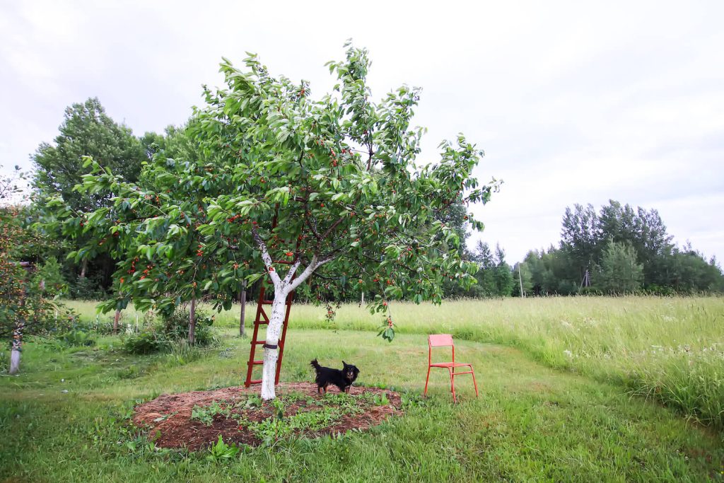 Hund unter ungiftigem Kirschbaum
