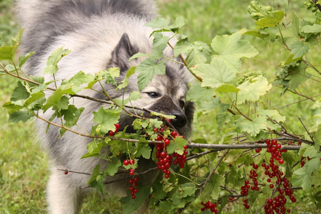 Hund isst ungiftige Johannisbeeren