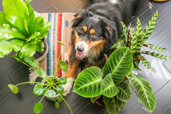Ungiftige Pflanzen für Hunde: Garten- & Zimmerpflanzen