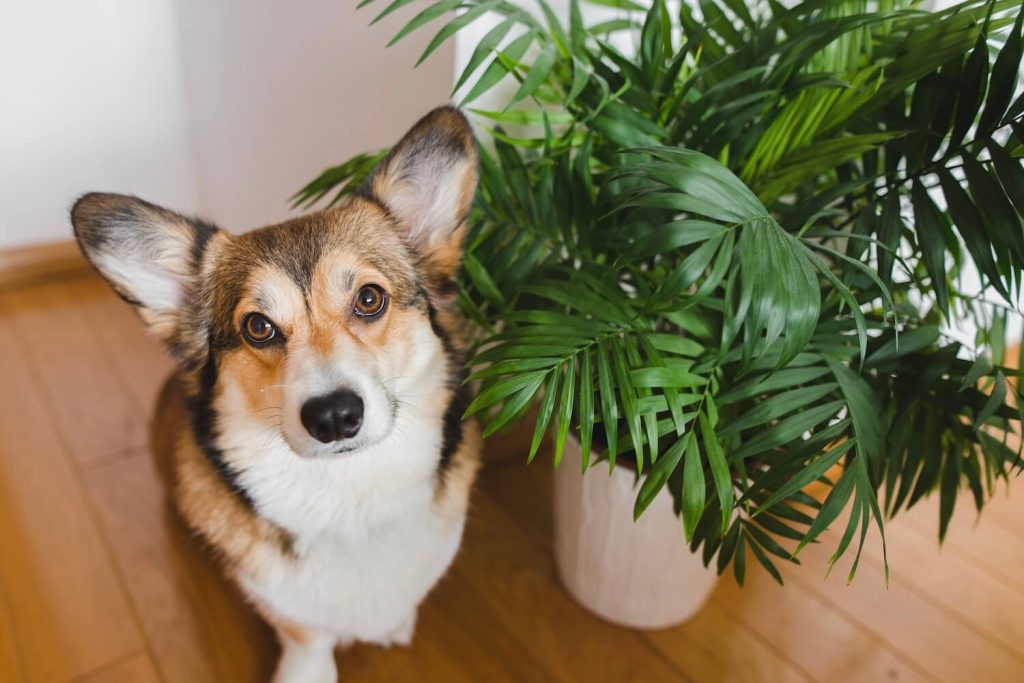 Hund neben einer ungiftigen Zimmerpflanze