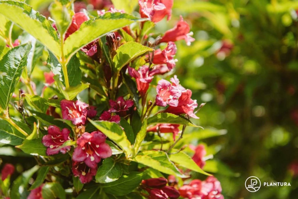 Blüten der Weigelie