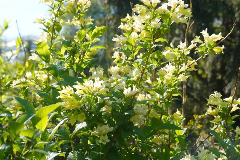 WeigelienSorten & Arten für den Garten Plantura