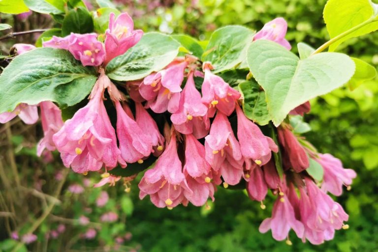 WeigelienSorten & Arten für den Garten Plantura