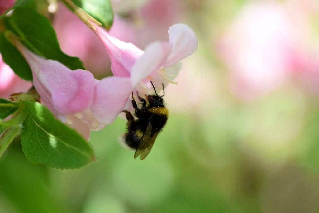 Insektenfreundliche Weigelie