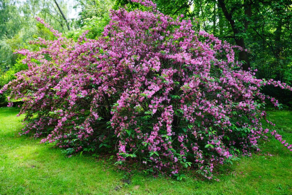 Weigelie als Hecke pflanzen