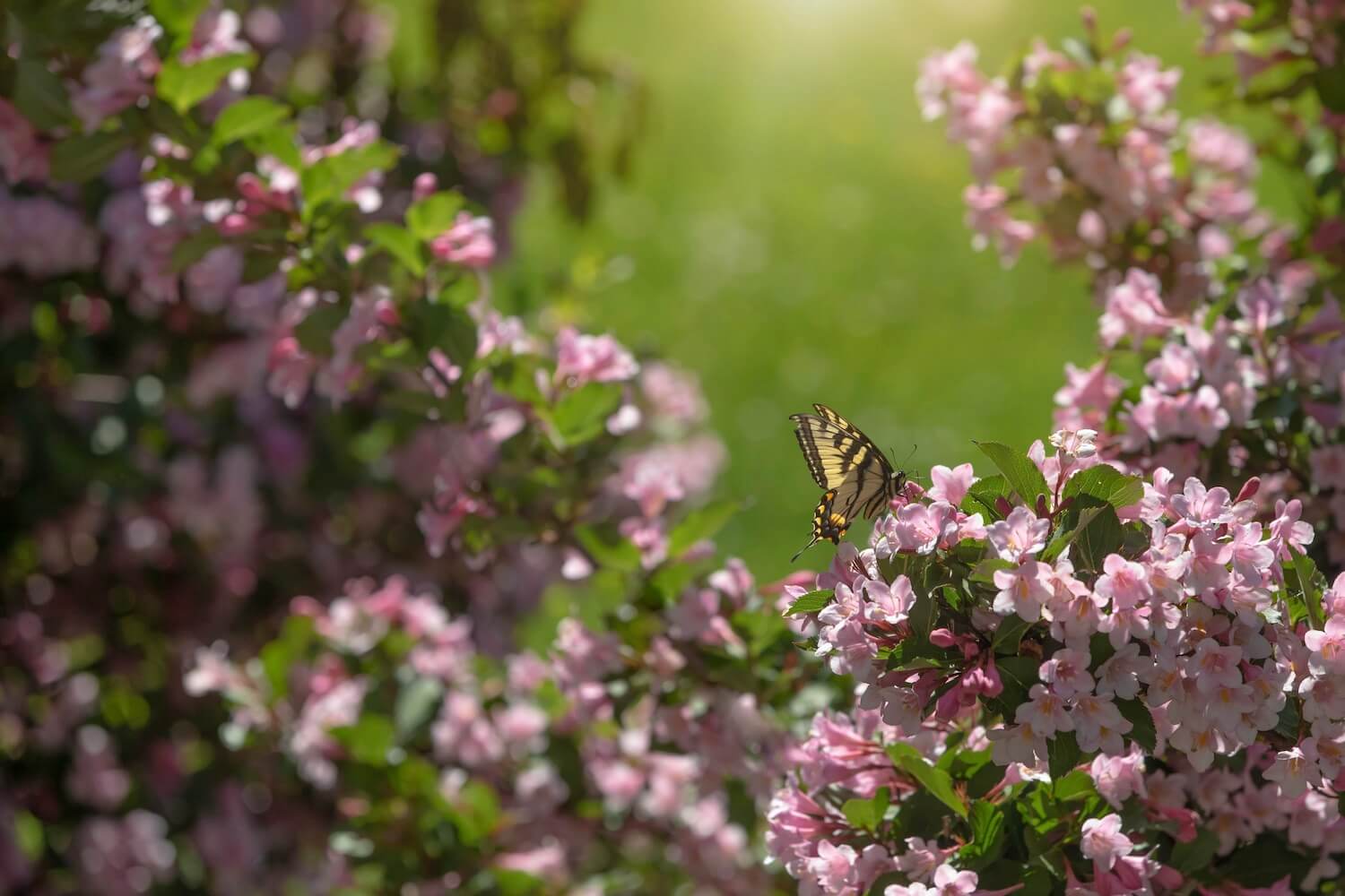 Weigelien-Sorten & -Arten: Die schönsten für den Garten