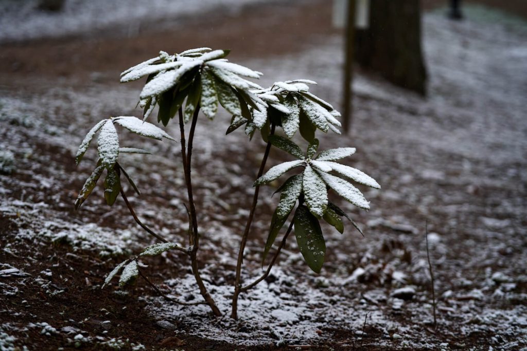 Pflanze bei Frost