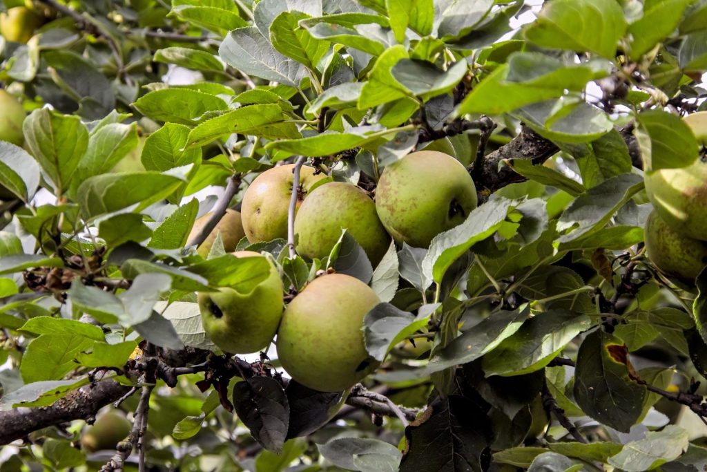 Zaubergäu-Renette-Äpfel an Baum