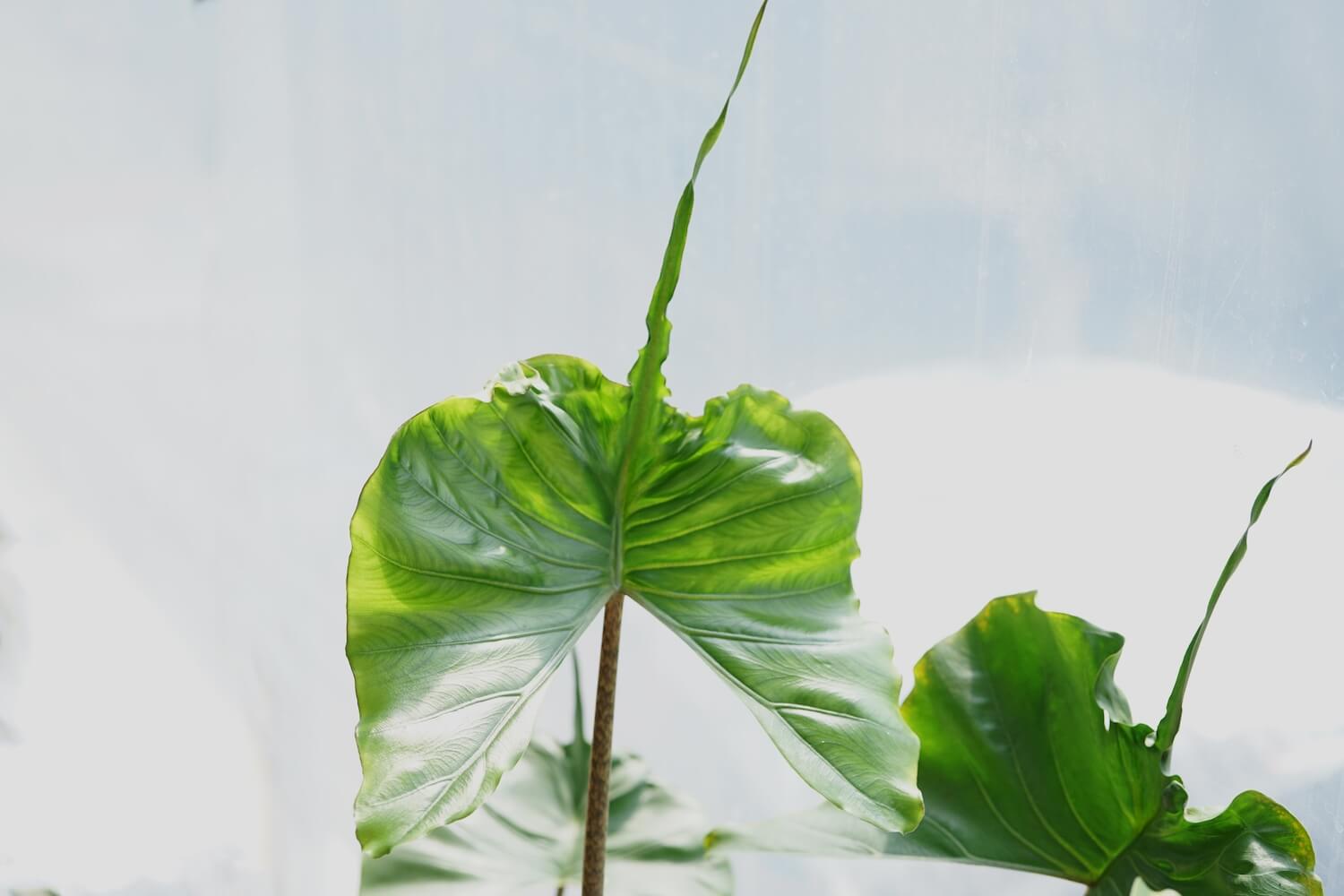 AlocasiaArten & Sorten Die schönsten Alokasien Plantura