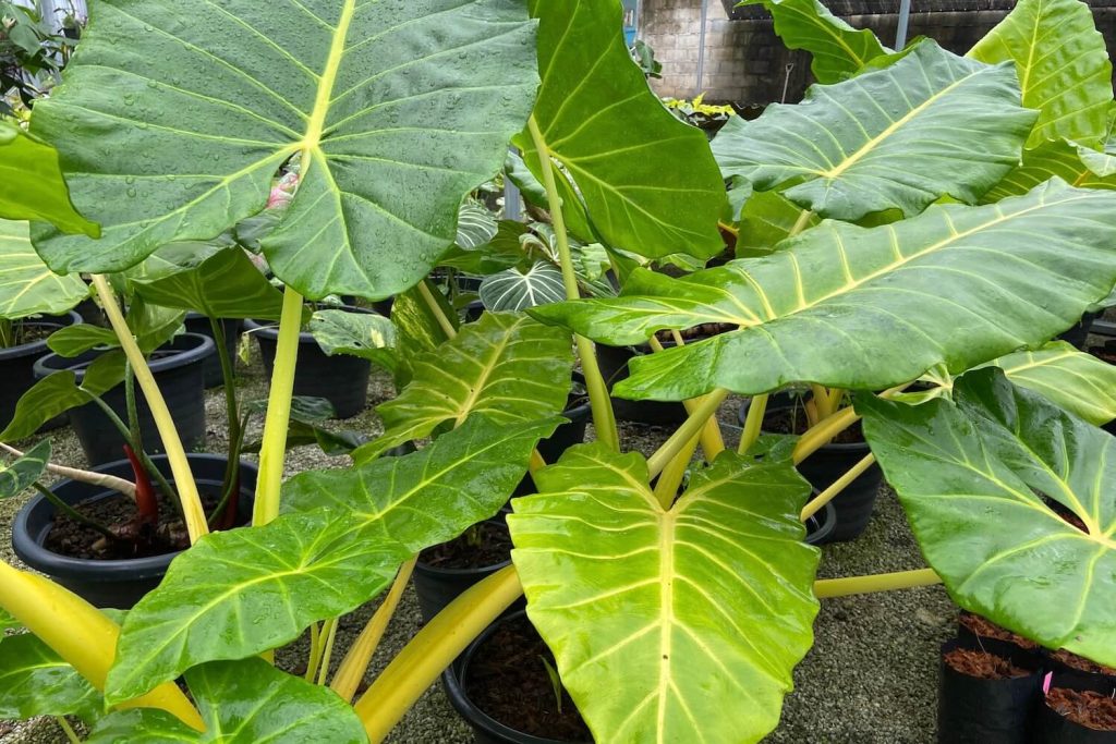 Blätter der Alocasia macrorrhiza Lutea Golden