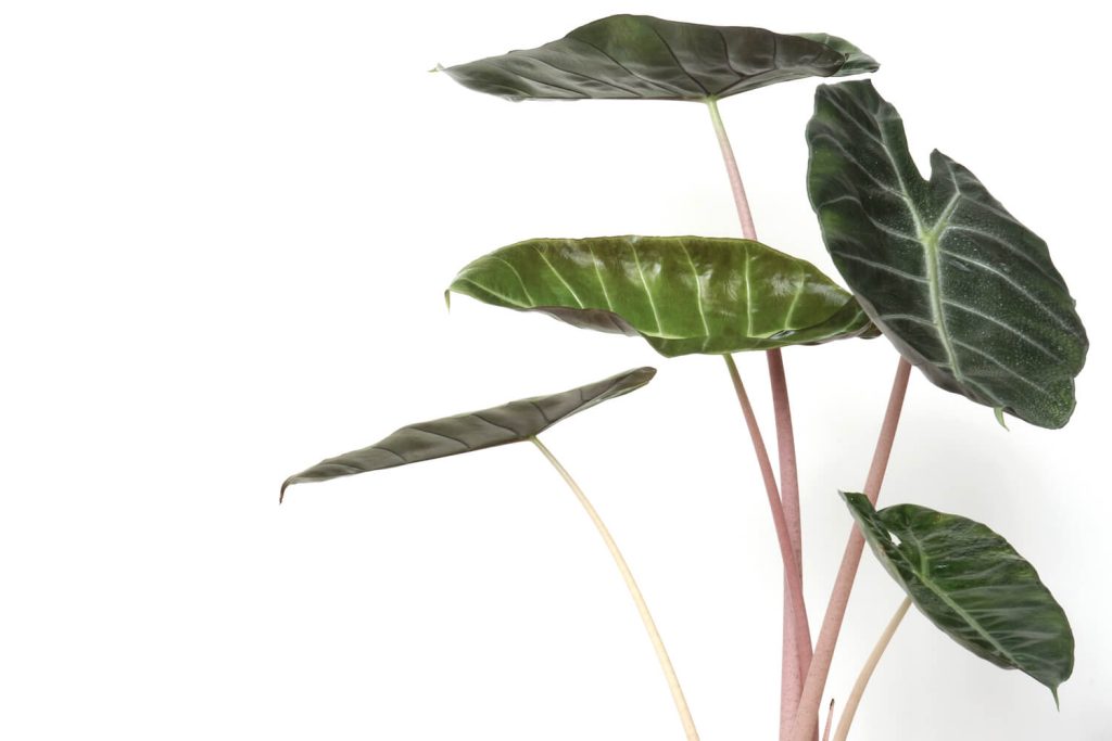 Blätter der Alocasia baginda Pink Dragon