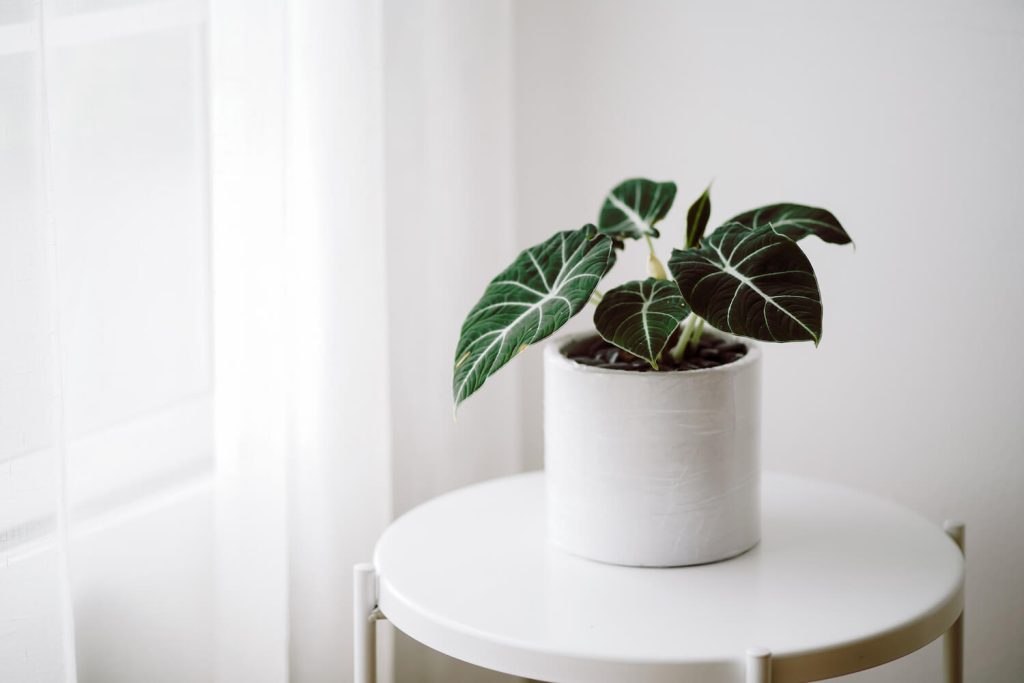 Alocasia-Pflanze im Topf