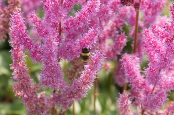 Welche bienenfreundliche Pflanze ist hier zu sehen?