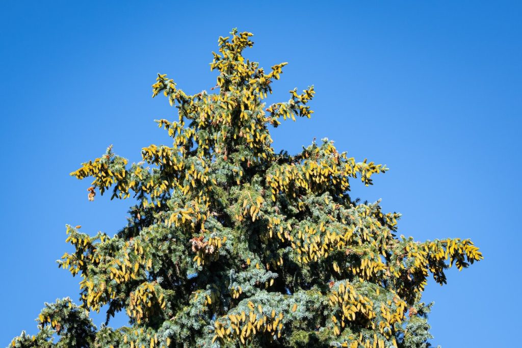 Blaufichte-Sorte Glauca