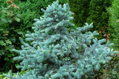 Blaufichte: Eigenschaften, Pflanzen & Pflege