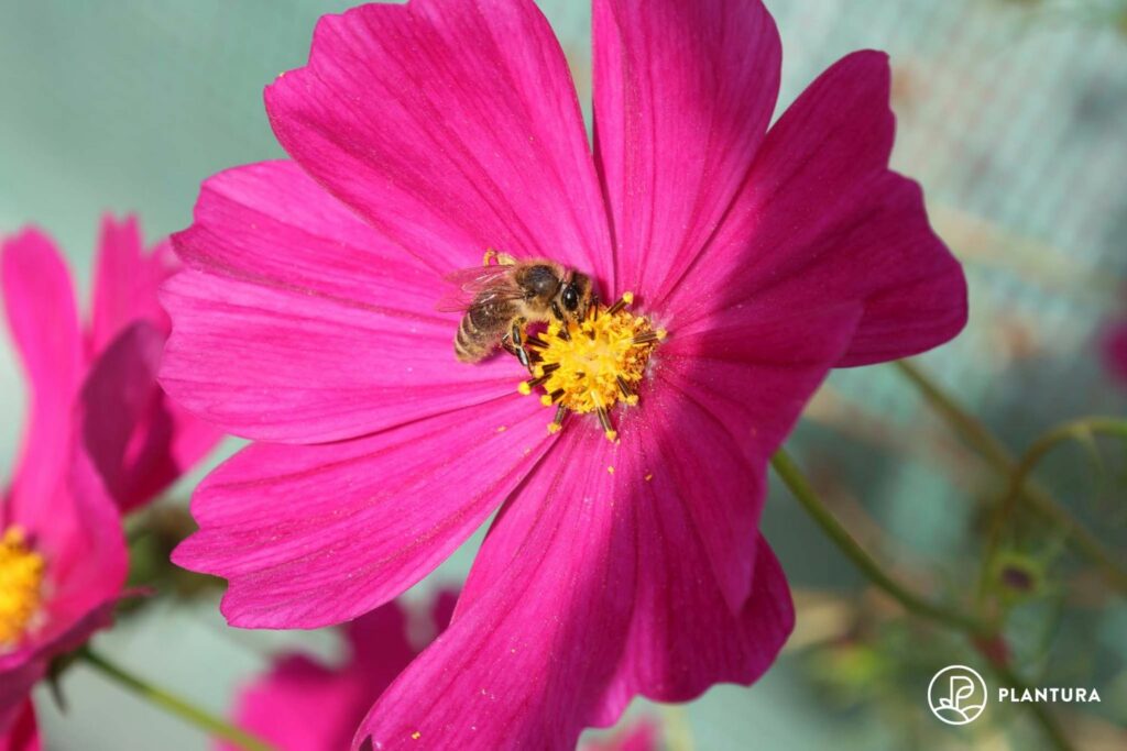 Cosmea mit Biene