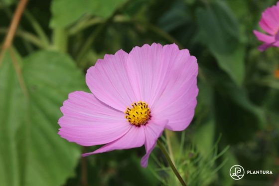 Cosmea pflanzen, aussäen & pflegen