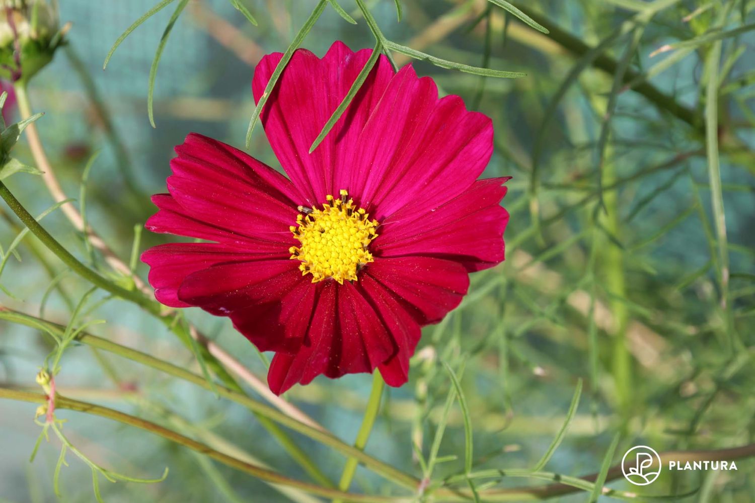 Cosmea pflanzen, aussäen & pflegen Plantura