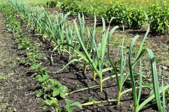 Knoblauch: Gute Nachbarn für das Gemüsebeet