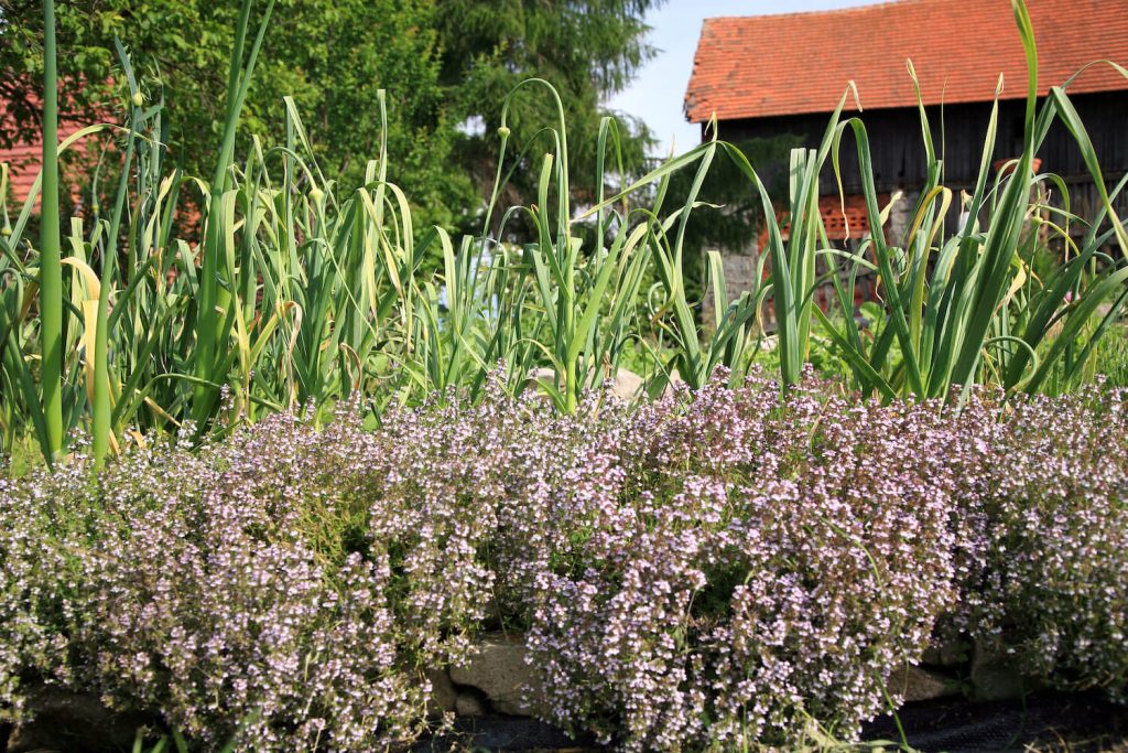 Knoblauch in Mischkultur mit Kräutern