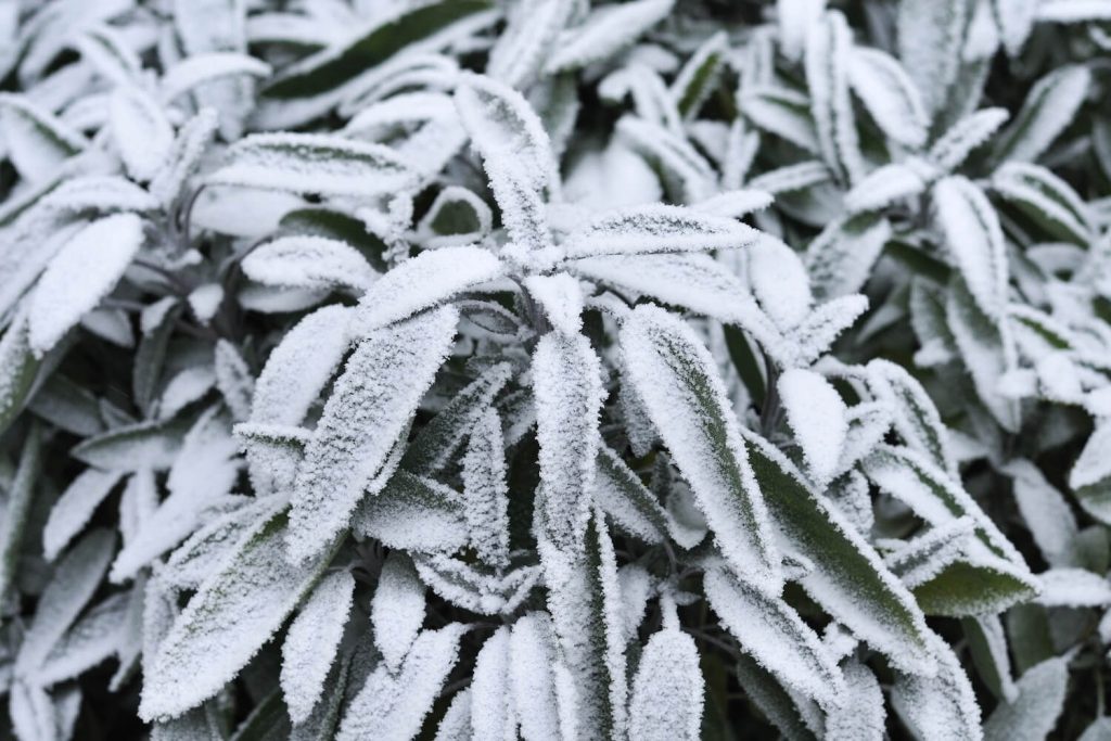Salbei im Schnee
