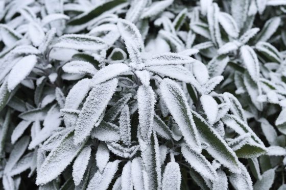 Ist Salbei winterhart?
