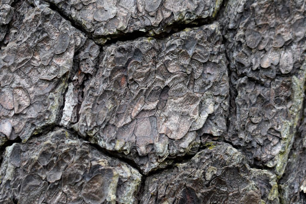 Rinde der Schlangenhautkiefer
