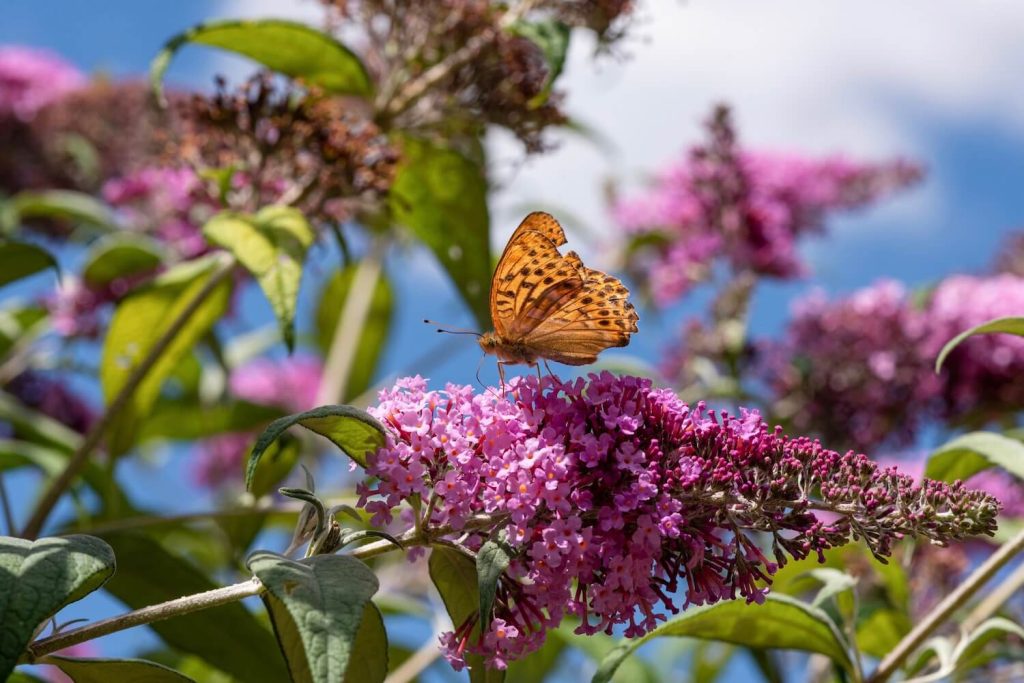 Sommerfliederblüte mit Schmetterling