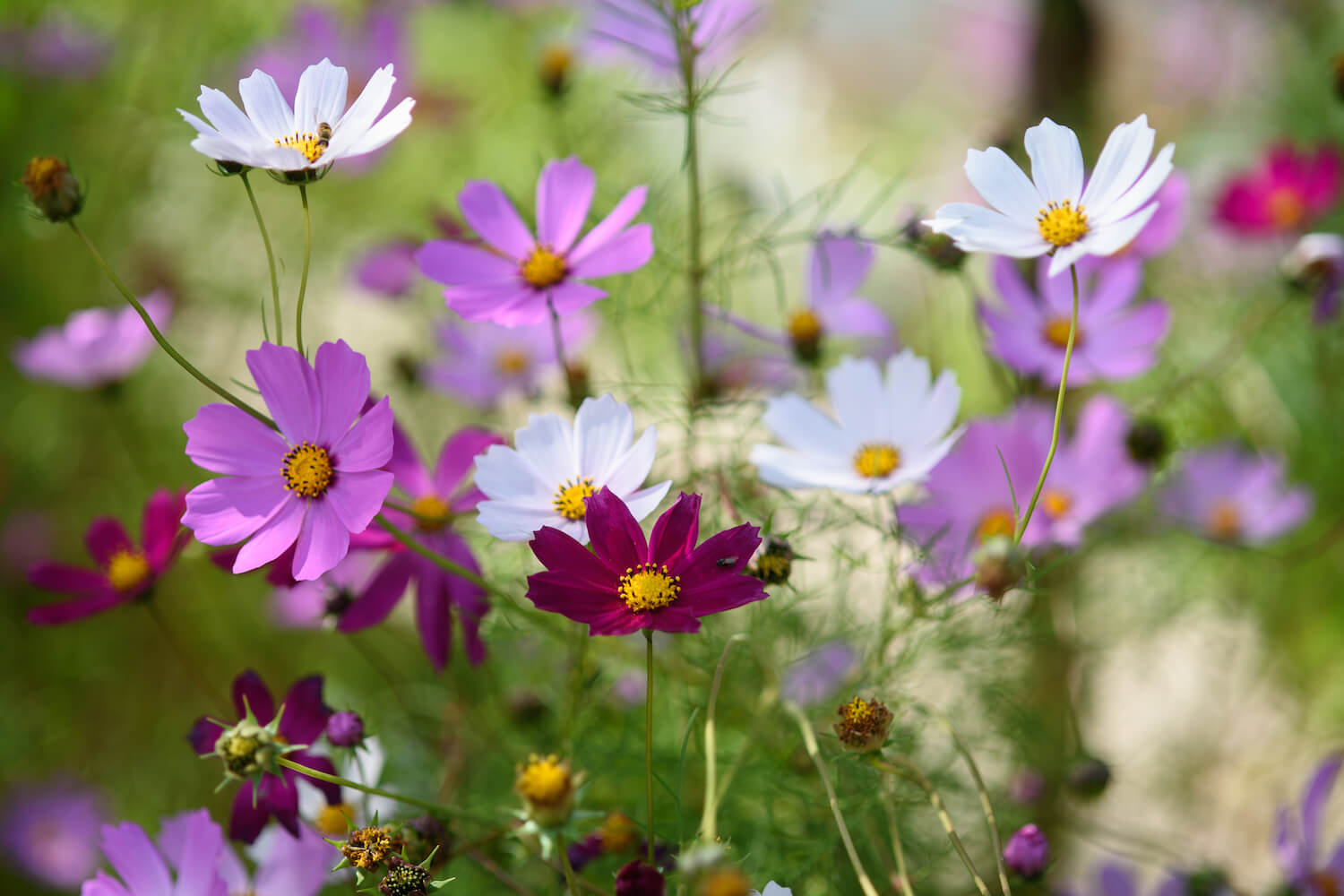 Cosmea Steckbrief, Winterhärte & Co Plantura