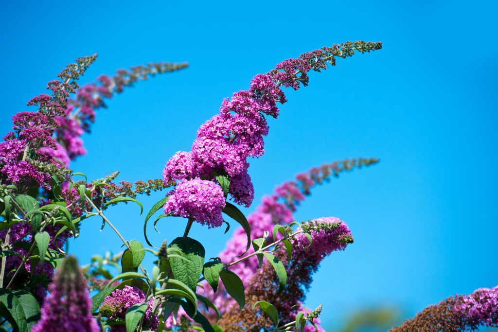 Gesunder Sommerflieder