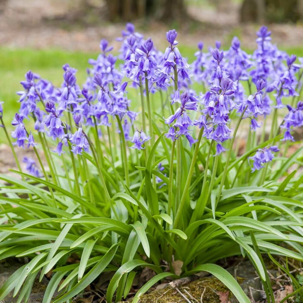Hasenglöckchen Blumenzwiebeln In Weiß – 10 Stück, Zwiebelumfang 6/7 Cm – Winterhart, Blüht Mai–Juni