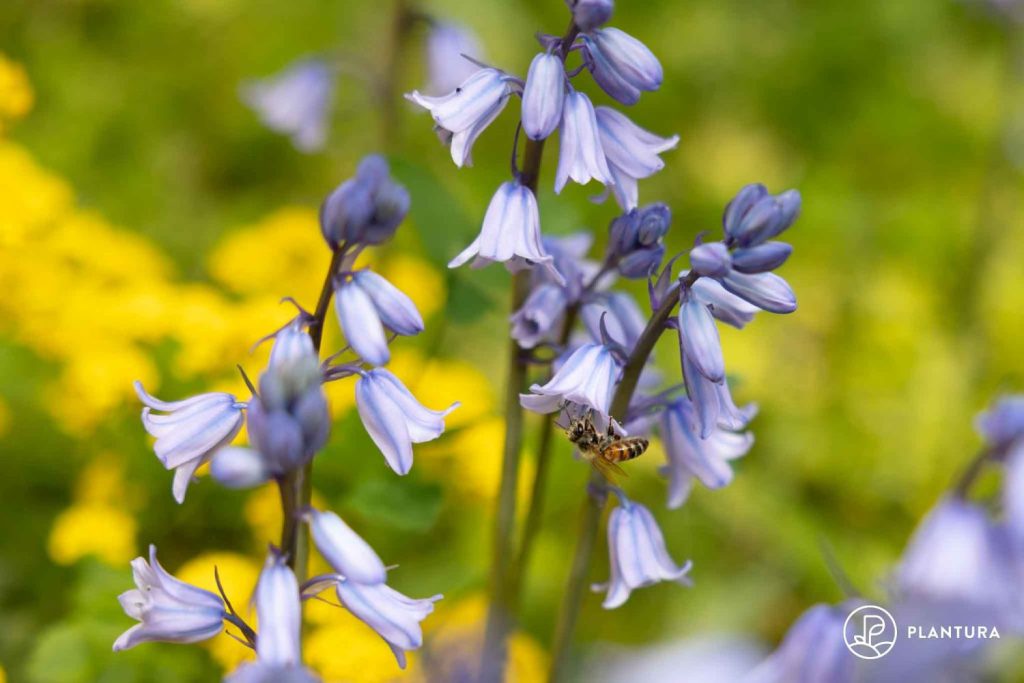 Hyacinthoides hispanica mit Biene