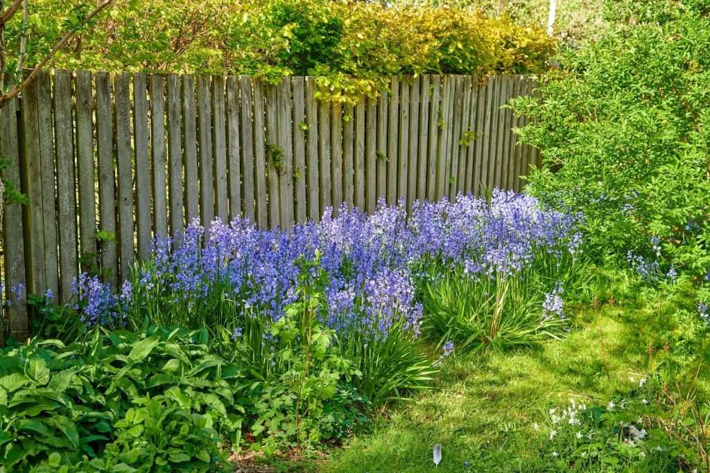 Spanisches Hasenglöckchen im Garten