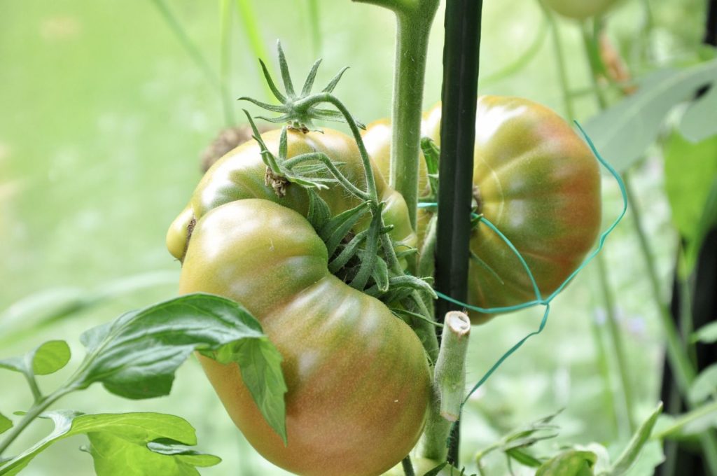 Tomate Ananas Noir an Rispe