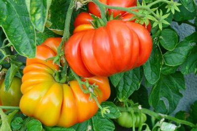 Brandywine-Tomate: Die Fleischtomate im Garten anbauen