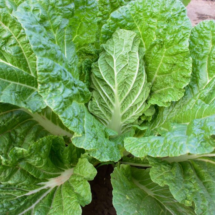 Chinakohl: Leckeres Wok-Gemüse aus dem eigenen Garten