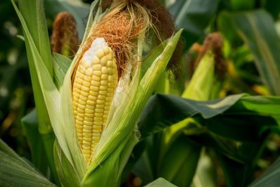 Mais pflanzen: Tipps & Arten für den Anbau im Garten oder auf dem Balkon