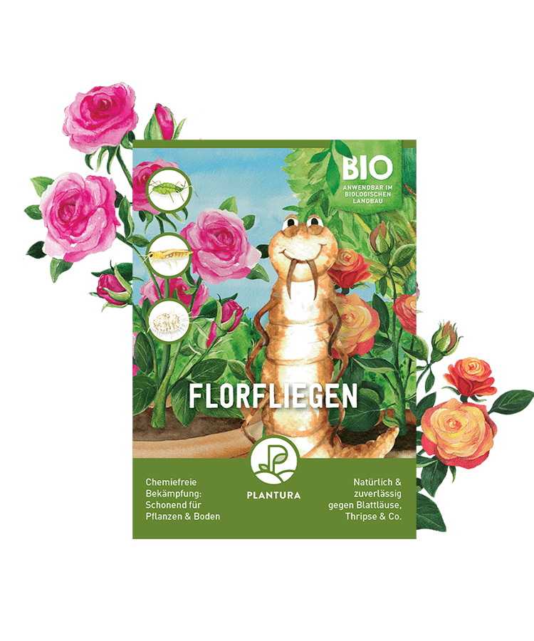 Florfliegen gegen Blattläuse, Thripse & Co.