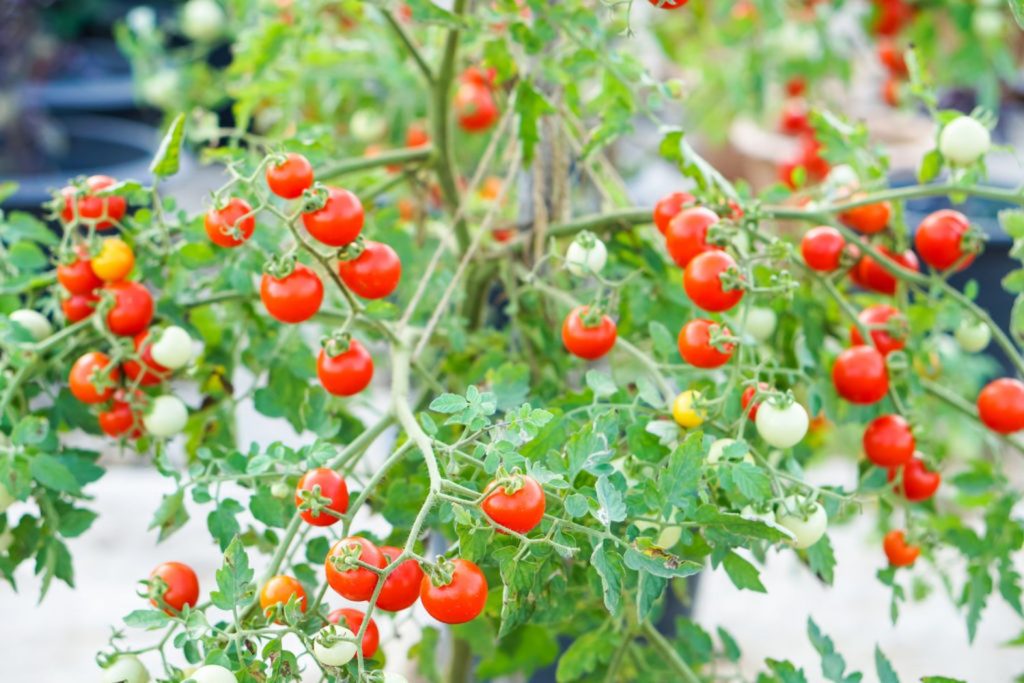 Rote Johannisbeertomaten an Strauch