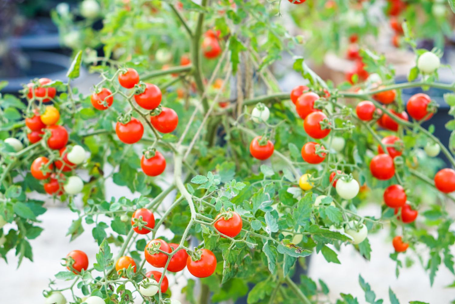 Johannisbeertomate Pflanzen, Vermehren & Ernten Plantura