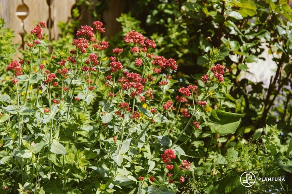Rote Spornblume