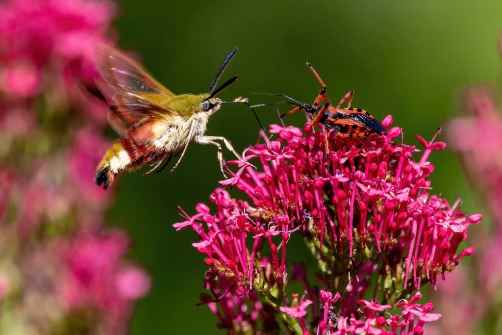 Biene an einer Spornblume